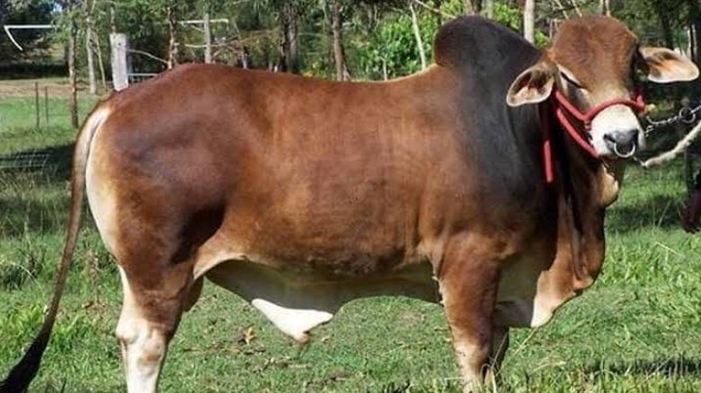 কোরবানির পশু